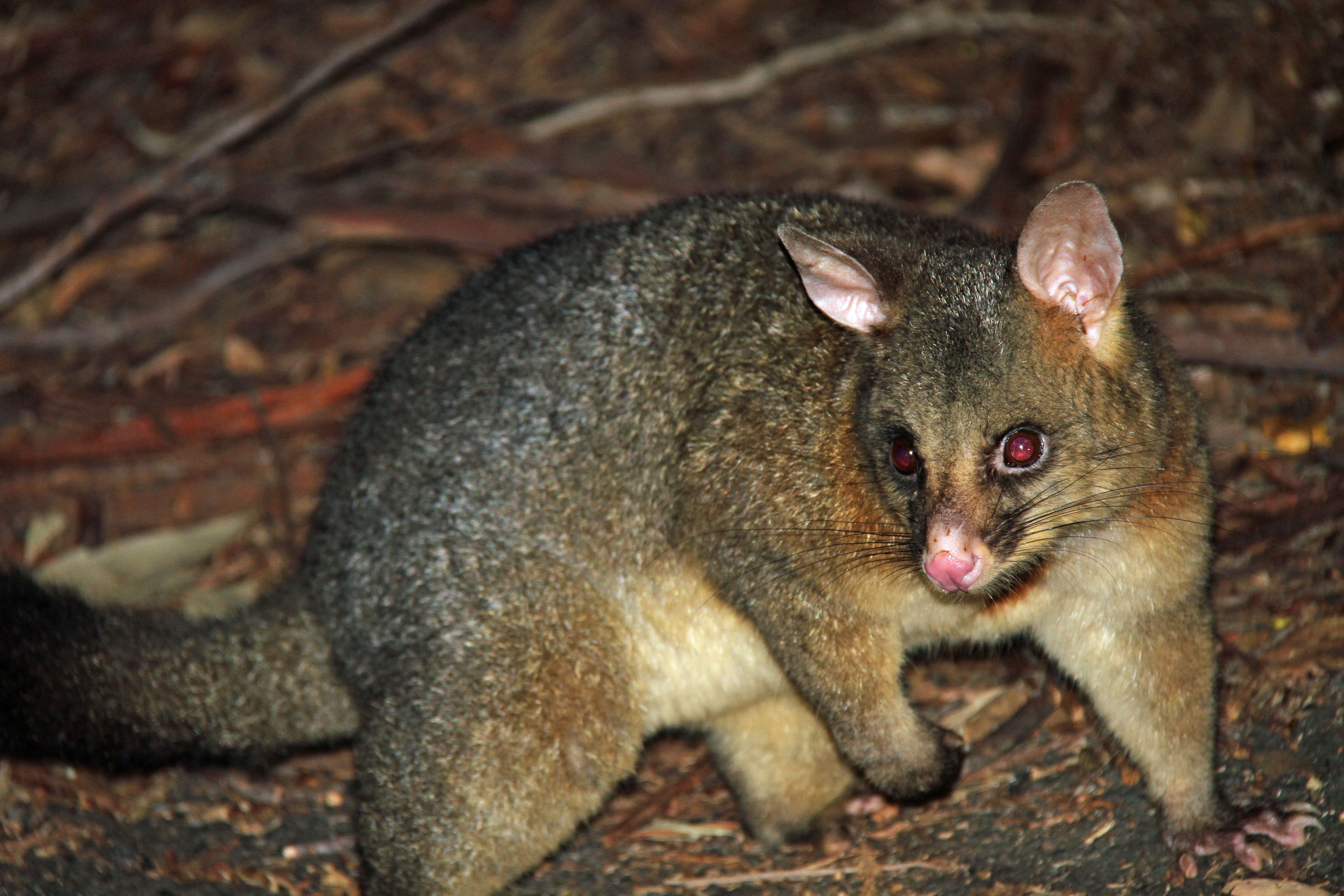 O gambá brushtail da Austrália. Foto de Greg Schecter. Licença CC BY 2.0.