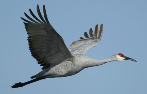 sandhill crane