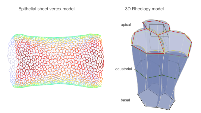 The two models considered