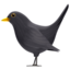 black_bird