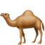 dromedary_camel
