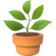 potted_plant