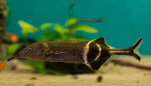 Elephantfish