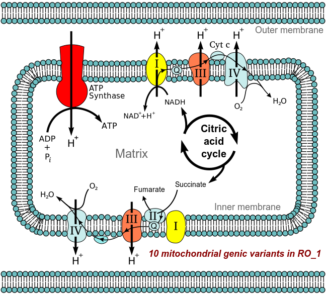 mitochondrial variant fallout in patient 1