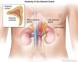 adrenal