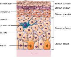 epidermis >