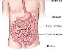 intestines >