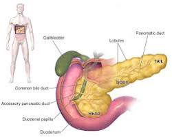 pancreas >