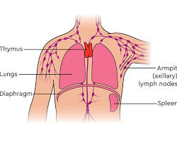 thymus