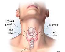 thyroid