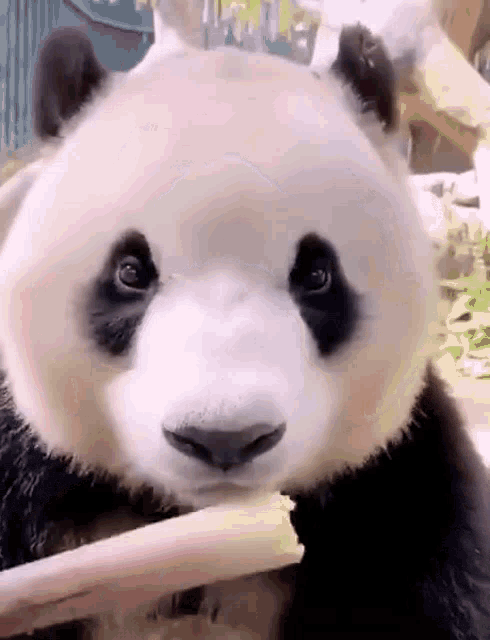 Panda Cutie 😍