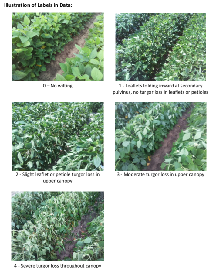 Wilting levels demonstration