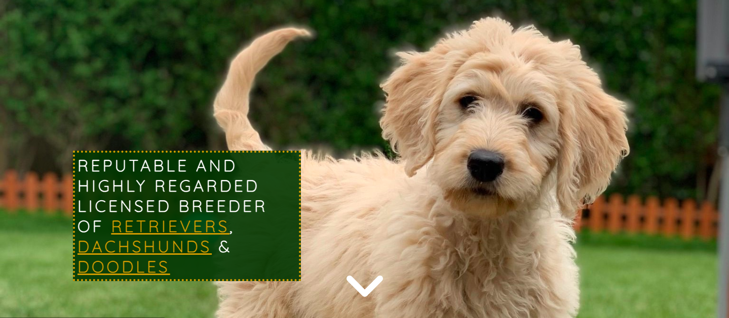 Screenshot of the hero image of a golden doodle with the hero text. The hero text reads 'reputable and highly regarded breeder of retrievers, dachshunds & doodles.