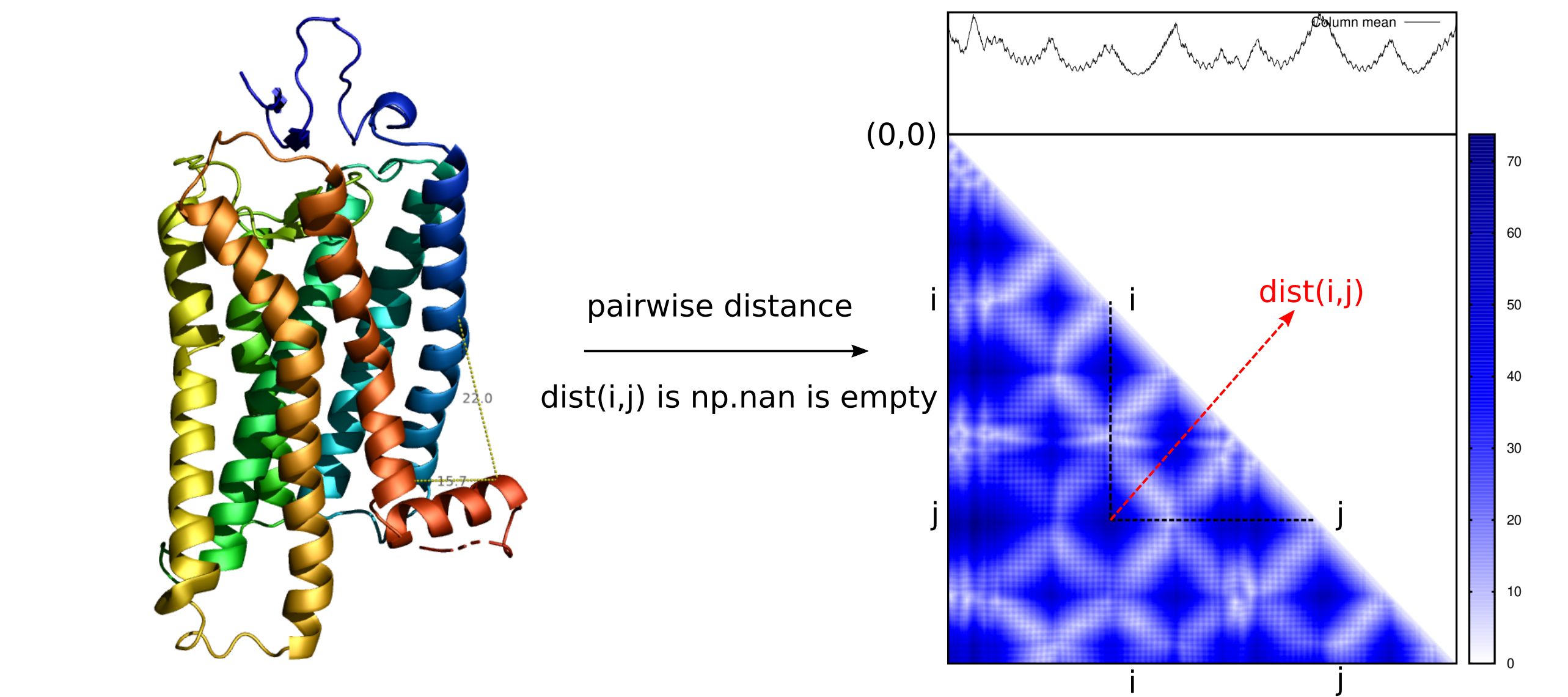 Distance matrix of a bovine rhodopsin structure