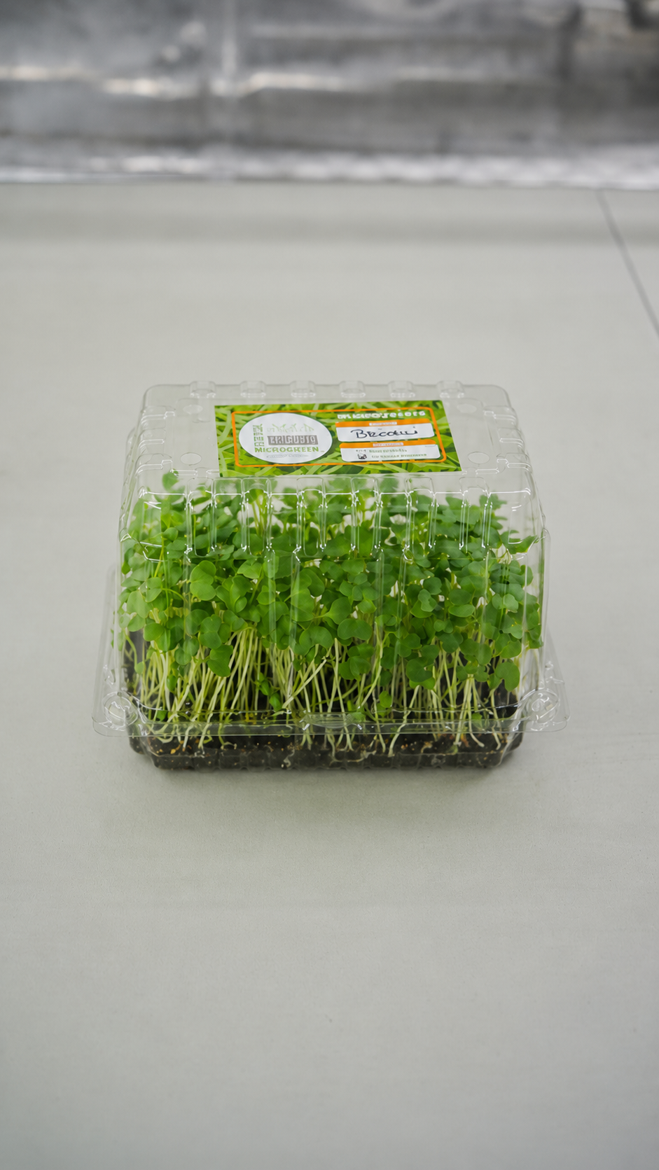 Bandeja viva de microgreens