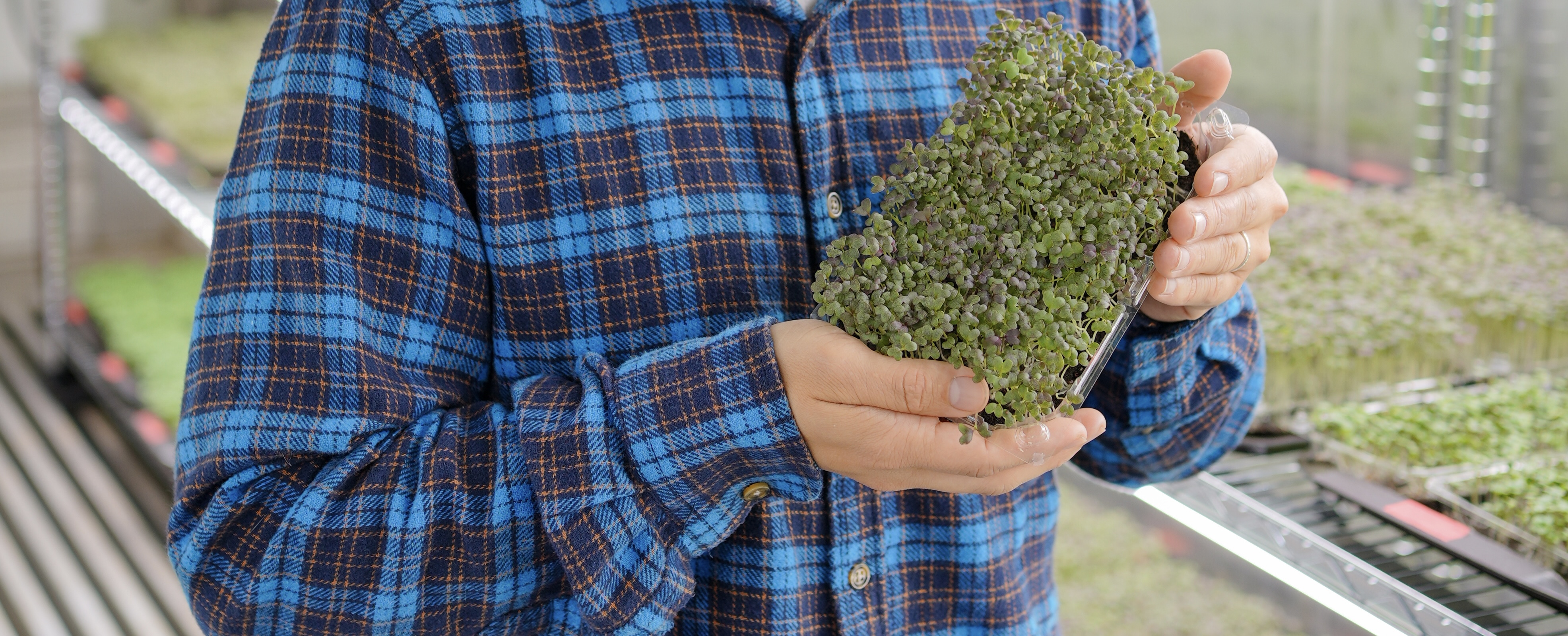 Microgreens frescos del contenedor