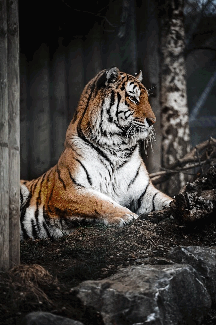 tiger