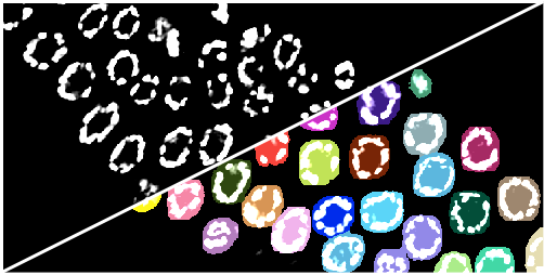 Example of meiotic nuclei segmentation