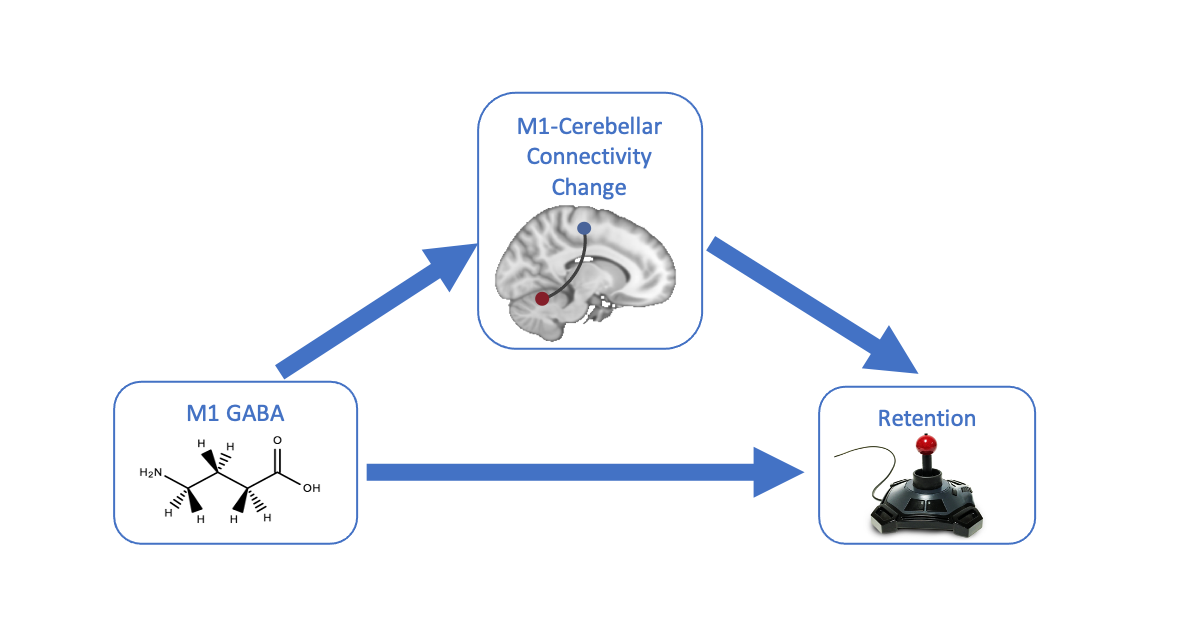 M1 GABA, M1-Cerebellar connectivity change and retention in human visuomotor adaptation