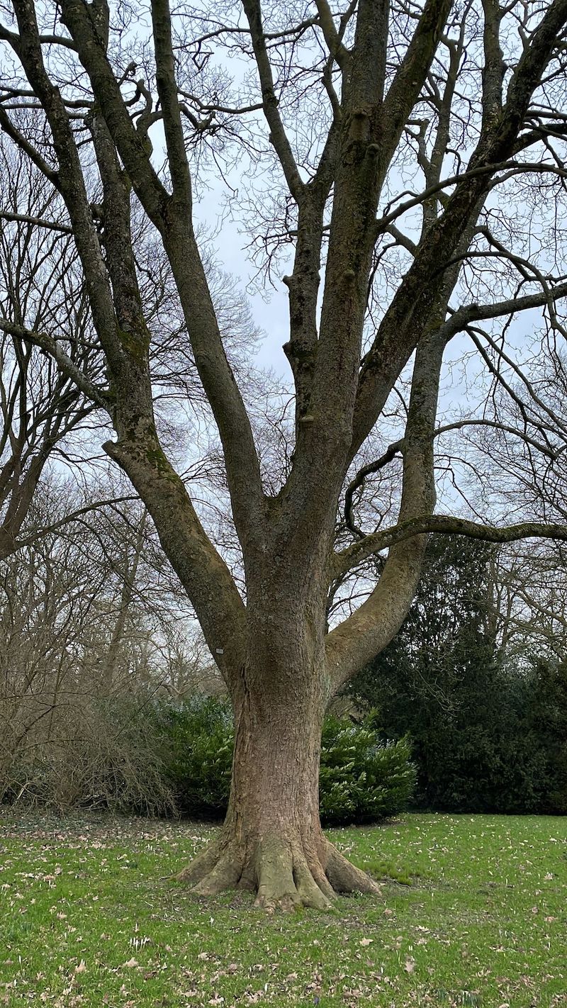 Acer pseudoplatanus