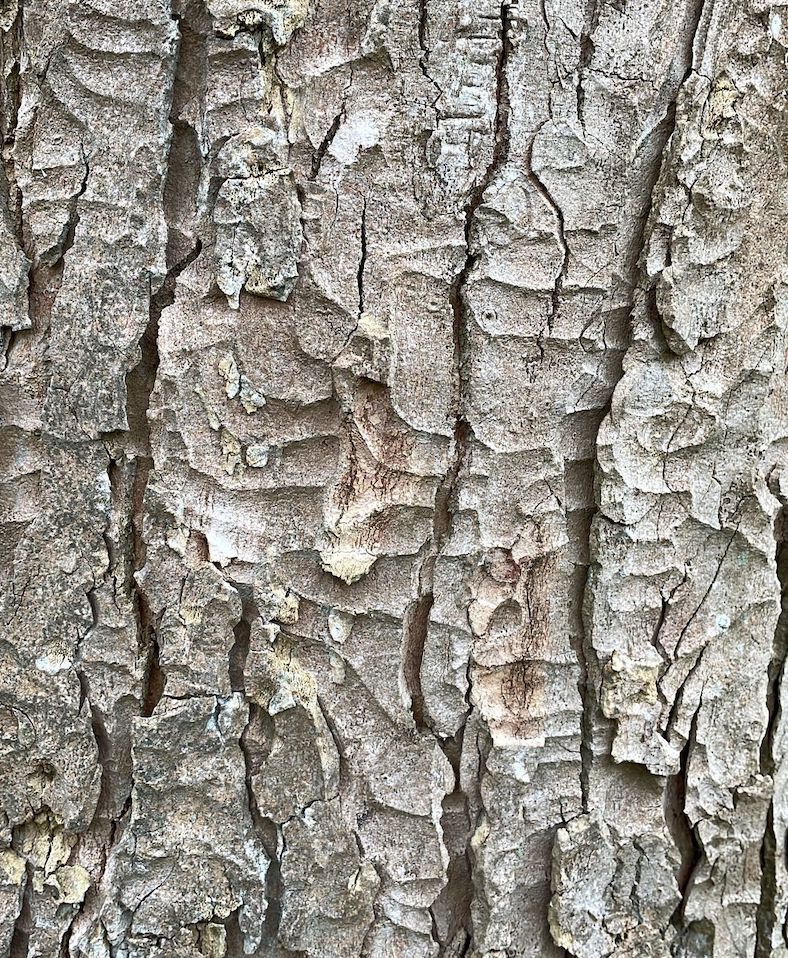 Acer pseudoplatanus