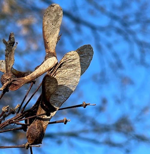 Acer pseudoplatanus