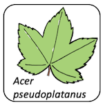 Acer pseudoplatanus