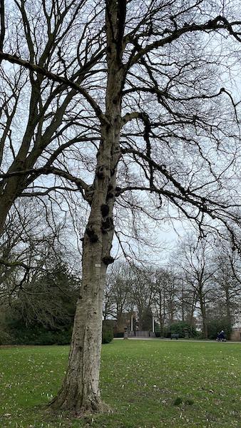 Betula pendula