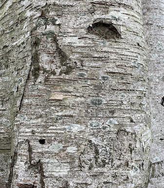 Betula pendula bark