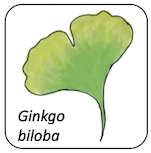 Ginkgo biloba