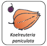 Koeulteria