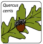 Quercus cerris