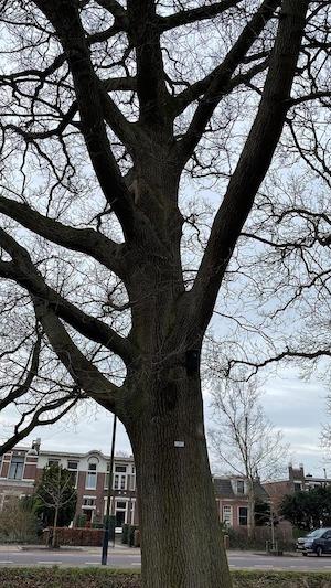 Quercus robur