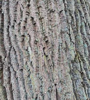 Quercus robur bark