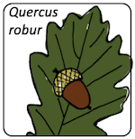 Quercus robur