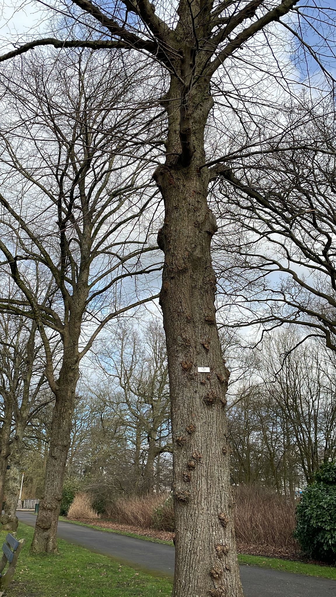 Tilia x europaea