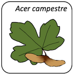 Acer campestre