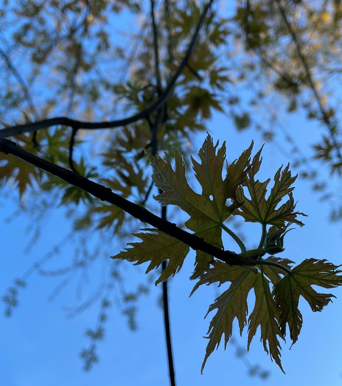 Acer saccharinum