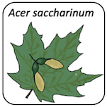 Acer saccharinum