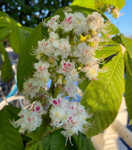 aesculus hippocastanum