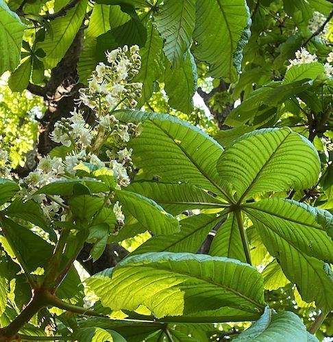 aesculus hippocastanum