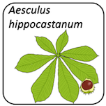 Aesculus hippocastanum