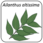 Ailanthus altissima