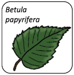 Betula papyrifera