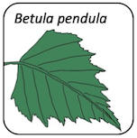 Betula pendula