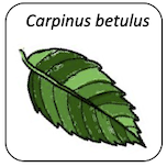 Carpinus betulus