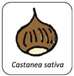 Castanea