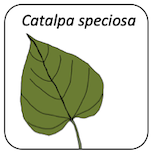 Catalpa speciosa