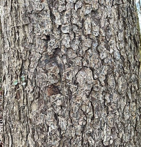 Corylus colurna