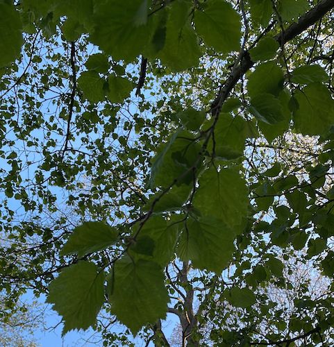 Corylus colurna